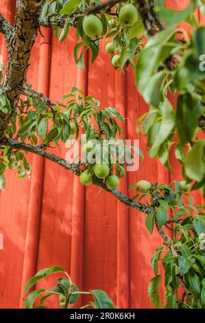 Nahaufnahme grüner Birnen vor einer roten Holzmauer in Vimmerby, Smaland, Schweden Stockfoto