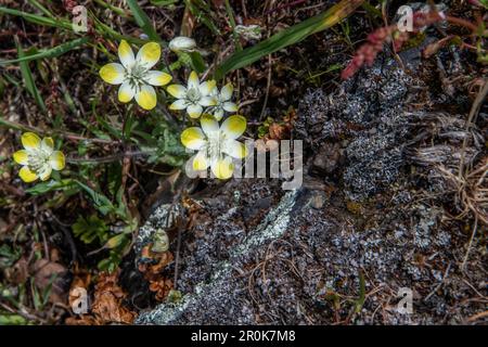 Platsystemon californicus, auch bekannt als Cream Cups oder Creamcups, dies ist eine kleine einheimische Wildblume aus Kalifornien und dem Westen. Stockfoto