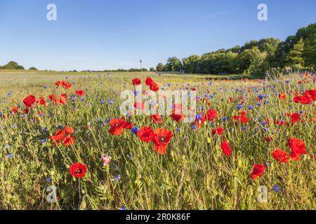 Mohn auf einem Maisfeld in der Nähe von Althagen, Ostseebad Ahrenshoop, Fischland-Darss-Zingst, Ostseeküste, Mecklenburg-Vorpommern, Nordgürtel Stockfoto