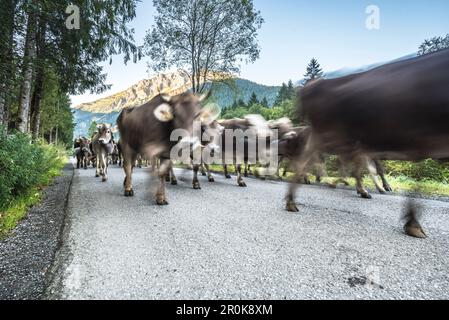 Kühe tragen Glocken für den Almabtrieb, Stillachtal, Oberallgaeu, Allgaeu, Oberallgaeu, Alpen, Deutschland Stockfoto