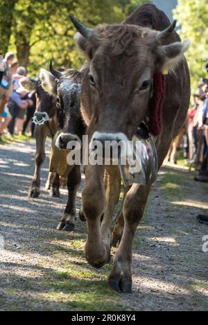 Kühe tragen Glocken für den Almabtrieb, Stillachtal, Oberallgaeu, Allgaeu, Oberallgaeu, Alpen, Deutschland Stockfoto