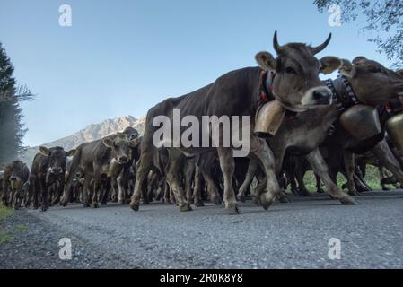 Kühe tragen Glocken für den Almabtrieb, Stillachtal, Oberallgaeu, Allgaeu, Oberallgaeu, Alpen, Deutschland Stockfoto