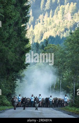 Kühe, die Glocken und Esel tragen in Almabtrieb, Stillachtal, Oberallgaeu, Allgaeu, Oberallgaeu, Alpen, Deutschland Stockfoto