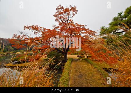 Farbenfroher Baum im Rikugien Garden im Herbst, Taito-ku, Tokio, Japan Stockfoto