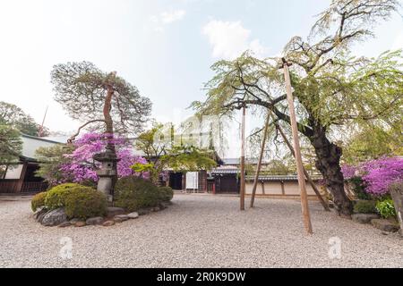 Die Außenseite des Kitain ließ Tempel im Frühjahr mit Cherry Blossom, Kawagoe, Präfektur Saitama, Japan Stockfoto