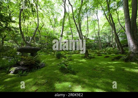 Moss Garten von Gio-ji-Tempel in Kyoto, Japan Stockfoto