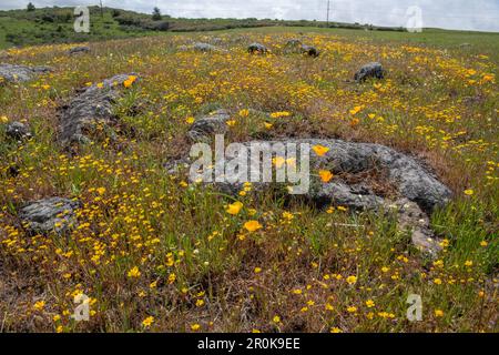 Kalifornische Goldfelder (Lasthenia californica) und Mohn (Eschscholzia) während der Frühlingssuperblüte an der Westküste Nordamerikas. Stockfoto