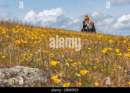 Eine Frau, die während der Frühlingsblüte Wildblumen, kalifornische Goldfelder (Lasthenia californica) und Mohn (Eschscholzia) fotografiert. Stockfoto