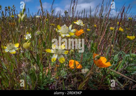 Platsystemon californicus, auch bekannt als Cream Cups oder Creamcups, dies ist eine kleine einheimische Wildblume aus Kalifornien und dem Westen. Stockfoto