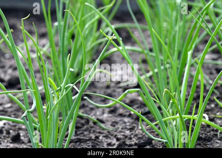 Grüne Zwiebelpflanzen, die in fruchtbarem Boden im Bio-Gemüsegarten wachsen Stockfoto