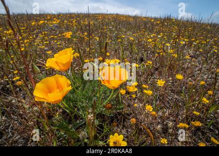 Kalifornische Goldfelder (Lasthenia californica) und Mohn (Eschscholzia) während der Frühlingssuperblüte an der Westküste Nordamerikas. Stockfoto