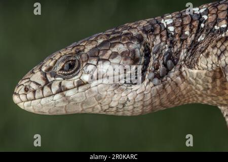 Nahaufnahme einer nördlichen Alligatorechse (Elgaria coerulea) und Zecken, die sich aus Kalifornien, USA, an Ohr und Hals ernähren. Stockfoto