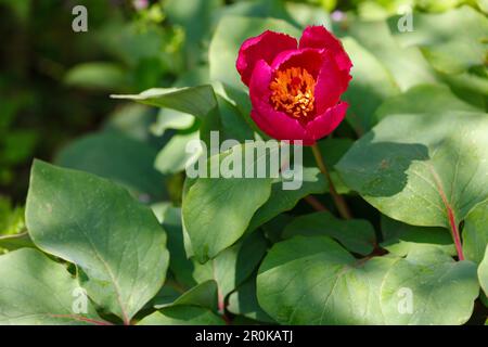 Rote Blume, El Torcal, El Torcal de Antequera, Naturpark, nahe Antequera, Malaga Provinz, Andalusien, Spanien Stockfoto
