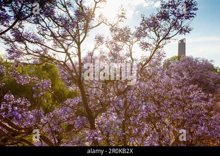Blühender Jacaranda-Baum, lat. Jacaranda mimosifolia, Torre Pelli, Torre Sevilla, Turm, Architekt Cesar Pelli, Moderne Architektur, Rio Guadalquivir, Stockfoto