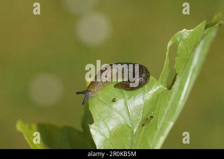 Gelbschnabel ( Limacus flavus synonym LiMax flavus). Familienkeelback-Schnecken (Limacidae). Er kriecht über ein Blatt. Frühling, Niederlande, Mai Stockfoto