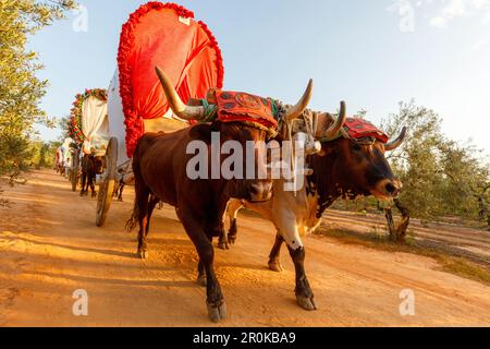 Karawane mit Ochsenkarren, Pilgerfahrt El Rocio, Pfingstfest, Provinz Huelva, Provinz Sevilla, Andalusien, Spanien, Europa Stockfoto