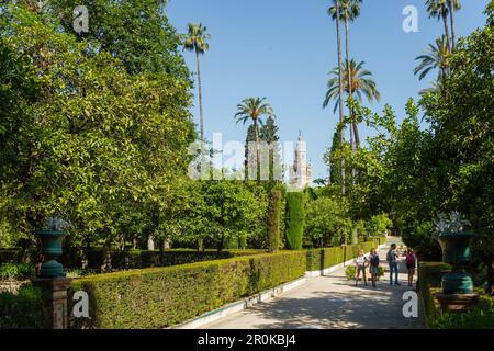 Blick auf die Giralda, den Glockenturm der Kathedrale, Palmen in den Jardines del Real Alcazar, den Garten des Königspalastes, UNESCO-Weltkulturerbe, Sevi Stockfoto