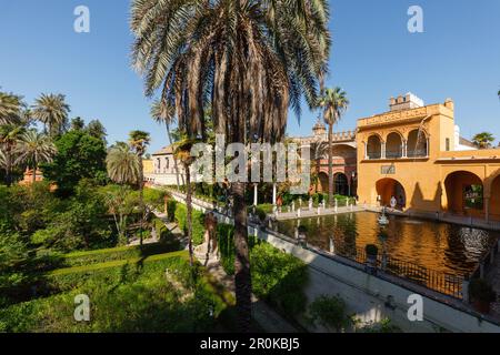 Estanque de Mercurio, Wasserbecken, Palmen in den Jardines del Real Alcazar, Königspalast, UNESCO-Weltkulturerbe, Sevilla, Andalusien, Spanien, Europa Stockfoto