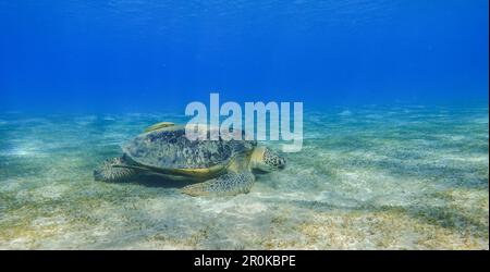 Grüne Meeresschildkröte, die beim Tauchen im marsa alam Panorama-Blick Seegras im tiefblauen Wasser am Meeresgrund isst Stockfoto