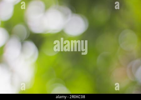 Abstrakter Weichzeichner eines hellen Bokeh-Hintergrunds mit Vollfarbe Grün, Gelb und Grau Stockfoto