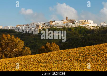 Sonnenblumenfeld, Vejer de la Frontera im Hintergrund, Pueblo Blanco, weißes Dorf, Provinz Cadiz, Andalusien, Spanien, Europa Stockfoto