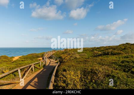 Holzweg entlang der steilen Küste, Calas de Roche, nahe Roche, nahe Conil, Costa de la Luz, Atlantik, Provinz Cadiz, Andalusien, Spanien, Europ Stockfoto