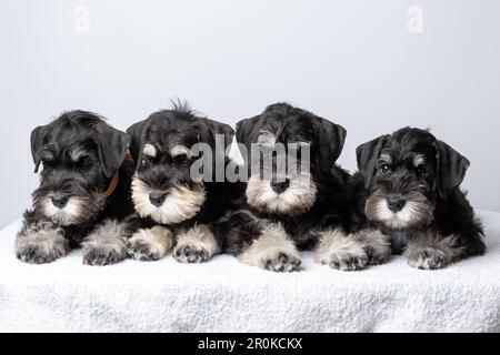 Vier kleine Schnauzer-Welpen mit schwarzem Bart liegen nebeneinander auf dem Bett und sehen dich an. Eine Familie von Welpen, die zusammen liegen. Stockfoto