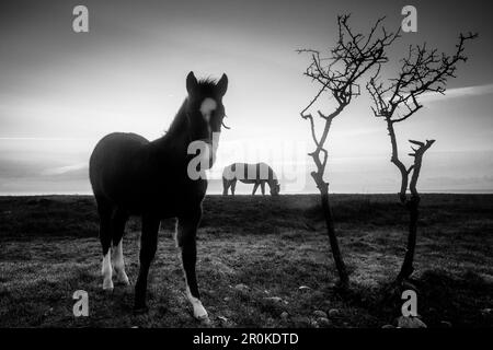 Wildpferde, Bagenkop, Ostsee, Langeland, Dänemark Stockfoto