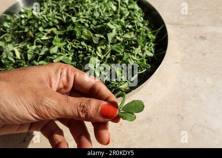 Weiblicher Haltungsbetrieb frisch geernteter Stiele von Fenugreek-Blättern mit frischen Wurzeln. Grünes Blattgemüse aus Indien und Pakistan. Zarter kleiner Methi-Patt Stockfoto