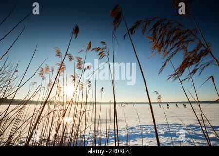 Schilf und ein gefrorener See Starnberg, Muensing, Oberbayern, Bayern, Deutschland Stockfoto