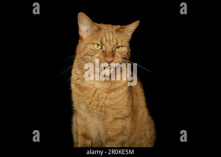 Porträt einer lustigen roten Katze, die ein albernes Gesicht vor dunklem Hintergrund macht. Stockfoto
