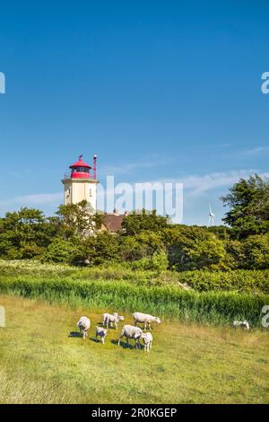 Schafe am Leuchtturm Westermarkelsdorf, Fehmarn, Ostsee, Schleswig-Holstein, Deutschland Stockfoto