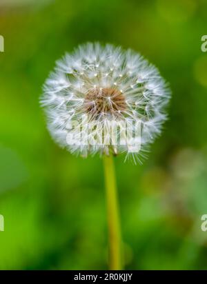 Samenkopf des Löwenzahns (Taraxacum officinale) wird oft als Löwenzahnuhr bezeichnet, vor einem unscharfen Hintergrund Stockfoto