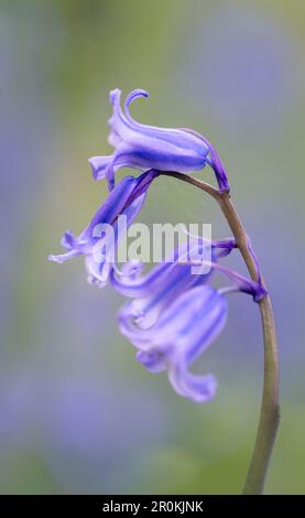 Eine wunderschöne, duftende Blume von Bluebell (Hyacinthoides non-scripta), fotografiert vor einer Masse anderer Bluebells Stockfoto