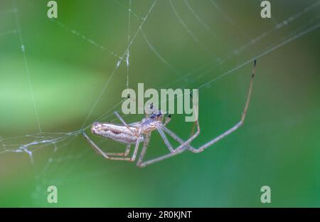 Eine junge Langschieferspinne (Tetragnatha extensa) mit Beute Stockfoto