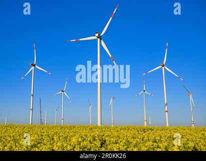 08. Mai 2023, Brandenburg, Jakobsdorf: Baustelle für eine neue Windturbine in einem Windpark mit blühendem Rapsfeld. Die neue Turbine wird eines Tages eine Nabenhöhe von etwa 170 Metern haben. Derzeit werden hier sieben neue Turbinen errichtet. Nach Angaben des Bundesverbands WindEnergie e.V. (Deutscher Windenergieverband) liegt der Bundesstaat Brandenburg an zweiter Stelle unter den Bundesländern mit der größten installierten Kapazität von Windkraftanlagen. Somit wird etwa ein Drittel des Strombedarfs aus Windenergie erzeugt. Mit über 7.864 MW (Megawatt) der installierten Gesamtkapazität Brandenburg Stockfoto