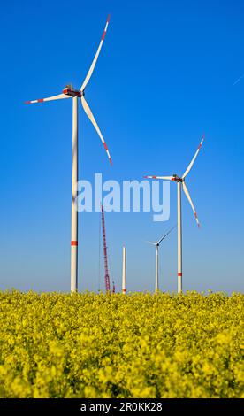 08. Mai 2023, Brandenburg, Jakobsdorf: Baustelle für eine neue Windturbine in einem Windpark mit blühendem Rapsfeld. Die neue Turbine wird eines Tages eine Nabenhöhe von etwa 170 Metern haben. Derzeit werden hier sieben neue Turbinen errichtet. Nach Angaben des Bundesverbands WindEnergie e.V. (Deutscher Windenergieverband) liegt der Bundesstaat Brandenburg an zweiter Stelle unter den Bundesländern mit der größten installierten Kapazität von Windkraftanlagen. Somit wird etwa ein Drittel des Strombedarfs aus Windenergie erzeugt. Mit über 7.864 MW (Megawatt) der installierten Gesamtkapazität Brandenburg Stockfoto