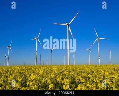 08. Mai 2023, Brandenburg, Jakobsdorf: Baustelle für eine neue Windturbine in einem Windpark mit blühendem Rapsfeld. Die neue Turbine wird eines Tages eine Nabenhöhe von etwa 170 Metern haben. Derzeit werden hier sieben neue Turbinen errichtet. Nach Angaben des Bundesverbands WindEnergie e.V. (Deutscher Windenergieverband) liegt der Bundesstaat Brandenburg an zweiter Stelle unter den Bundesländern mit der größten installierten Kapazität von Windkraftanlagen. Somit wird etwa ein Drittel des Strombedarfs aus Windenergie erzeugt. Mit über 7.864 MW (Megawatt) der installierten Gesamtkapazität Brandenburg Stockfoto