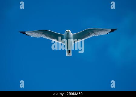 Ein Schwarzbein-Kittiwake (Rissa tridactyla) fliegt über dem blauen Himmel, Tyuleny-Insel (Ostrov Tyuleniy), Okhotsk-Meer, Russland, Asien Stockfoto