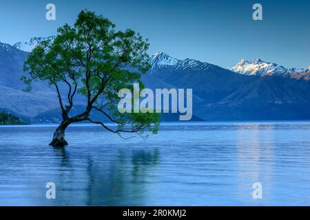 Weidenbaum in Lake Wanaka, Lake Wanaka, Mount Aspiring National Park, UNESCO Welterbe Te Wahipounamu, Queenstown-Lake District, Otago, Süden Stockfoto