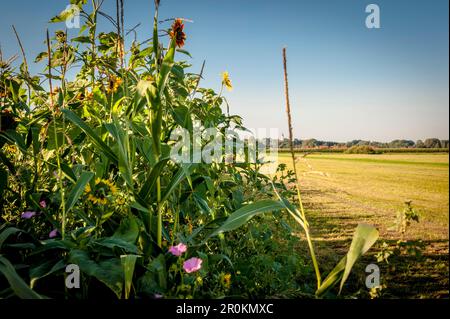 Feld mit Sonnenblumen am Feldrand, Bio, Landwirtschaft, Landwirtschaft, Bayern, Deutschland, Europa Stockfoto