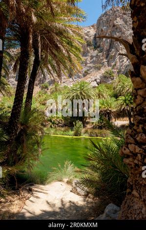 Palmen gesäumten Fluss, Canyon, Preveli, Kreta, Griechenland, Europa Stockfoto