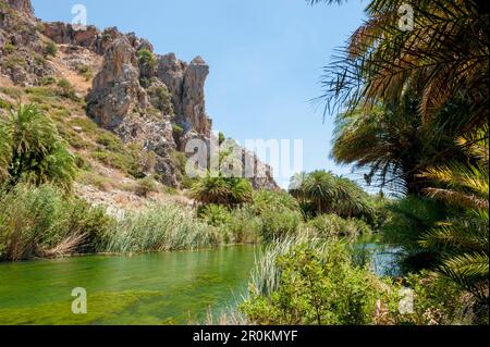 Palmen gesäumten Fluss, Canyon, Preveli, Kreta, Griechenland, Europa Stockfoto