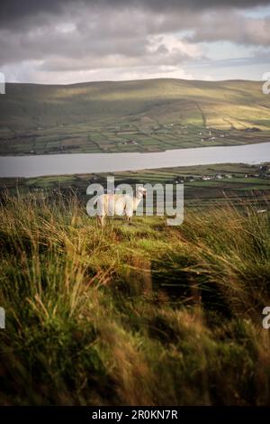 Einzelne Schafe stehen bei Sonnenuntergang am Geokaun Mountain, Valentia Island, County Kerry, Irland, Wild Atlantic Way, Europa Stockfoto