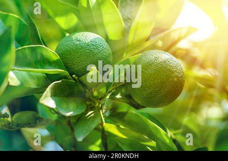 Unreife grüne Mandarinen Früchte auf dem Baum, Nahaufnahme. Zitrusbaum mit gelben Sonnenstrahlen. Stockfoto