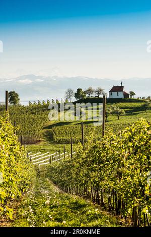 Apfelplantage, Obstgarten, Antonius-Kapelle in Selmnau bei Wasserburg, Bodensee, in den Schweizer Alpen, Allgaeu, Bayern, Deutschland Stockfoto