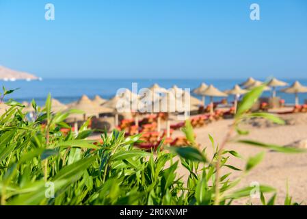 Grüne Blätter am Strand mit Sonnenliegen, Strohschirmen und gelbem Sand. Stockfoto