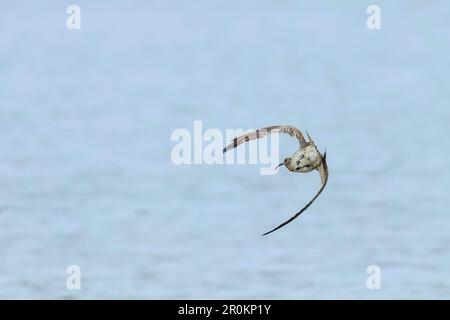 Eurasischer Curlew, der über die Wasseroberfläche fliegt, Wildtierszene Stockfoto