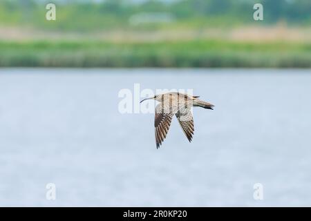 Eurasischer Curlew, der über die Wasseroberfläche fliegt, Wildtierszene Stockfoto