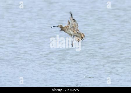 Eurasischer Curlew, der über die Wasseroberfläche fliegt, Wildtierszene Stockfoto